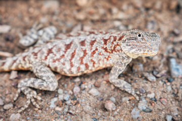 Agama lizard resting on gravel in its natural desert habitat