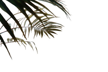 Close-up palm fronds, warm tones, dark background