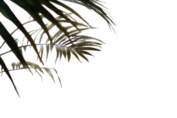 Close-up palm fronds, warm tones, dark background