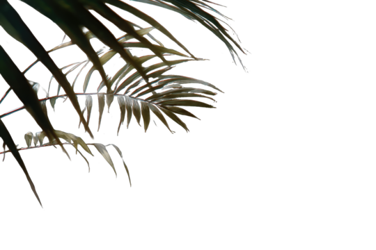 Close-up palm fronds, warm tones, dark background - Powered by Adobe