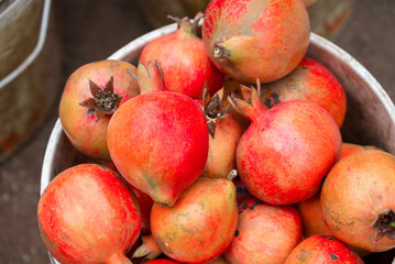 Ripe pomegranate fruits on the tree in garden. Pomegranate tree plantation in season picking