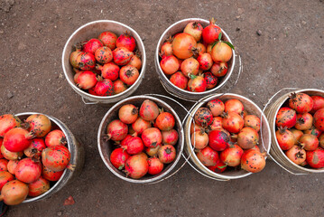 Ripe pomegranate fruits on the tree in garden. Pomegranate tree plantation in season picking