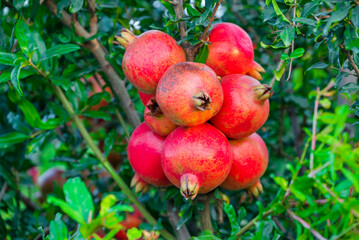 Obraz premium Ripe pomegranate fruits on the tree in garden. Pomegranate tree plantation in season picking