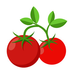 tomato on white background