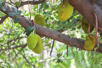Fresh Jackfruits on tree in garden	