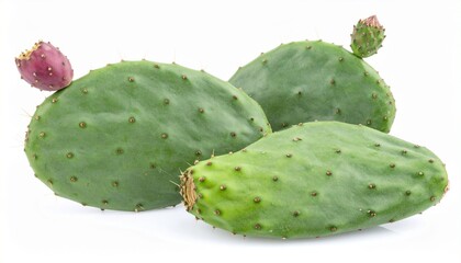cactus isolated on white