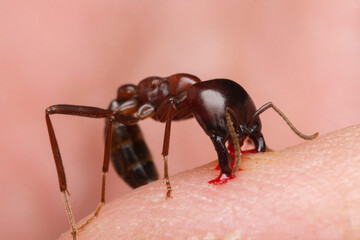Large Army Ant Biting Finger and Breaking Skin, Insect Attack Macro