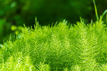 Wood horsetail (Equisetum sylvaticum) growing in the forest close up. Equisetum arvense, the field horsetail or common horsetail. Perennial herb