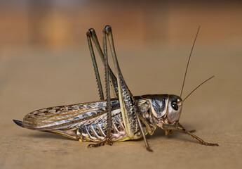 Bush crickets are fascinating insects, also known as katydids, that belong to the family Tettigoniidae. Despite their name, they are not 