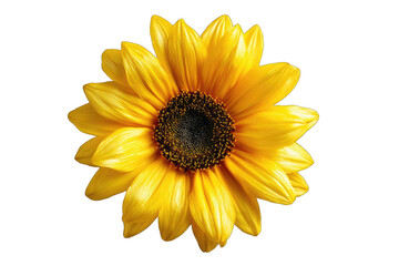 Close-up of a vibrant yellow sunflower