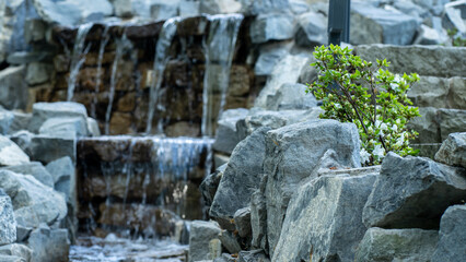 Natural stone garden waterfall with blooming shrub