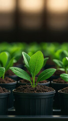 Young green plants growing in pots seedlings soil