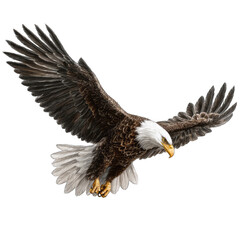 Obraz premium Powerful bald eagle soaring (1)