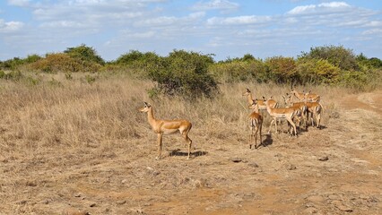 Nairobi National Park, Nairobi, Kenya