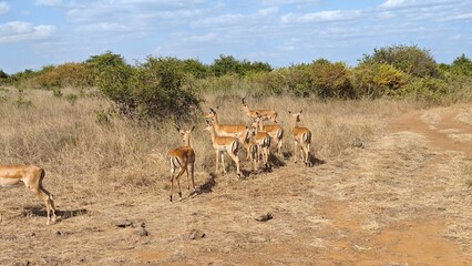 Nairobi National Park, Nairobi, Kenya