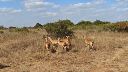 Nairobi National Park, Nairobi, Kenya