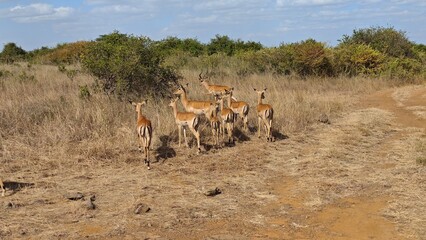 Nairobi National Park, Nairobi, Kenya