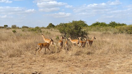 Nairobi National Park, Nairobi, Kenya