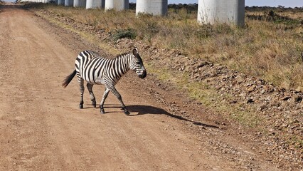 Nairobi National Park, Nairobi, Kenya