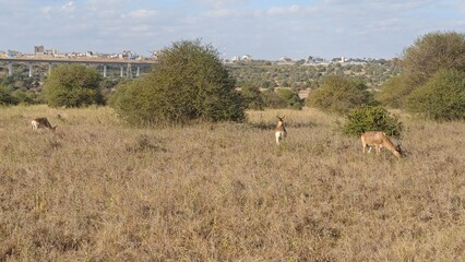 Nairobi National Park, Nairobi, Kenya