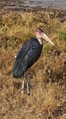 Nairobi National Park, Nairobi, Kenya