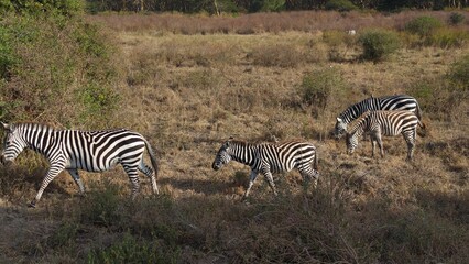 Nairobi National Park, Nairobi, Kenya