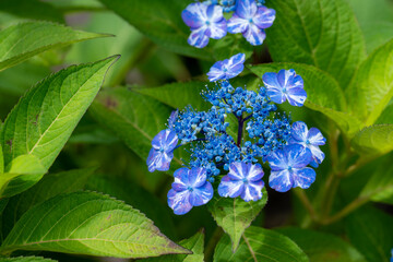 青い紫陽花