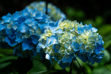 青い紫陽花