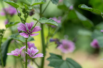 背の高いピンクの花