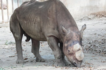 ヒガシクロサイ