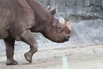 Fototapeta premium ヒガシクロサイ