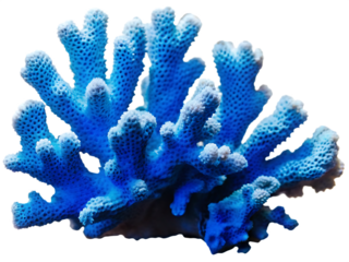 Intricate Blue Coral Formation with Porous Texture marine ocean isolated on a transparent background
