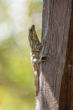 Close-up of a female black iguana or black carob tree iguana (Ctenosaura similis) in an alert position in Costa Rica.