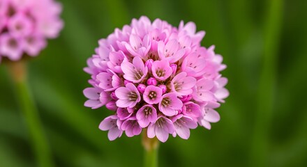 Pink Viburnum Cluster Flowers in Bloom