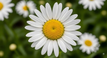 Fototapeta premium White Daisy Flower with Yellow Center