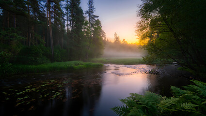Obraz premium Misty forest river at sunrise with golden sunbeams filtering through tall trees creating a serene and magical natural landscape