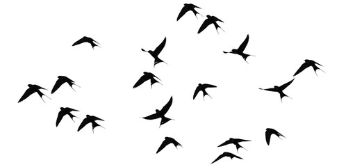 Flock of Birds Flying Silhouettes isolated on transparent, png background
