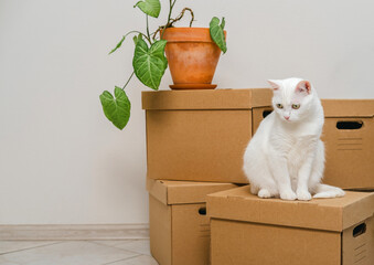 Cute white cat sitting on a box among moving boxes in new home. Relocation. The concept of moving. Packing things in boxes. Moving to a new apartment with a pet