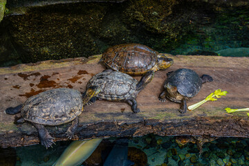 Multiple turtles resting on a log at a wildlife recovery center in Tolima, Colombia, highlighting their habitat and conservation efforts.