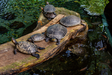 Five turtles basking on a log by the water in a wildlife recovery area in Tolima, Colombia, showcasing nature and conservation efforts.