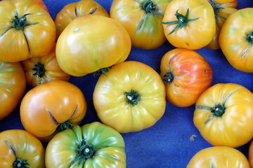 Pomodori gialli cuore di bue freschi esposti al mercato