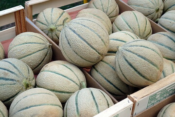 Meloni retati freschi in cassette di legno al mercato