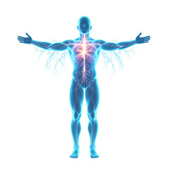Obraz premium Glowing human anatomy model with illuminated circulatory system and outstretched arms