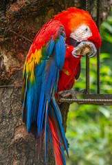 A vibrant macaw perched on a tree branch, showcasing its stunning feathers in a wildlife recovery sanctuary in Tolima, Colombia.