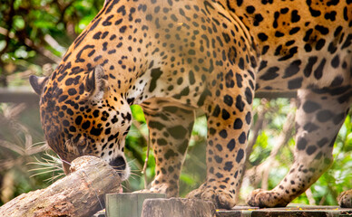 A majestic jaguar explores its habitat in a wildlife recovery center in Tolima, Colombia, representing the region's rich biodiversity.