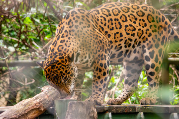 A close-up of a jaguar exploring its habitat at a wildlife recovery center in Tolima, Colombia, showcasing the beauty of nature and conservation efforts. © Jhampier Giron