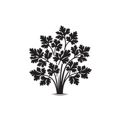 Fototapeta premium Parsley Vector (2).eps
