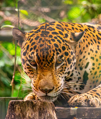 A close-up of a jaguar in a wildlife recovery center in Tolima, Colombia, showcasing its striking fur and intense gaze.