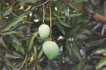 Mangoes on tree in garden	
