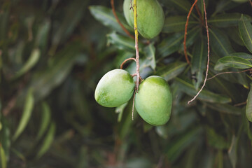 Mangoes on tree in garden 
